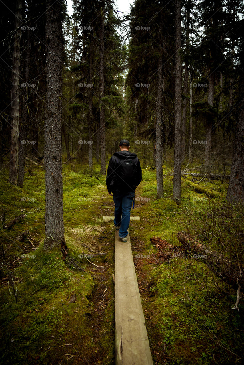 exploring the Canadian forests