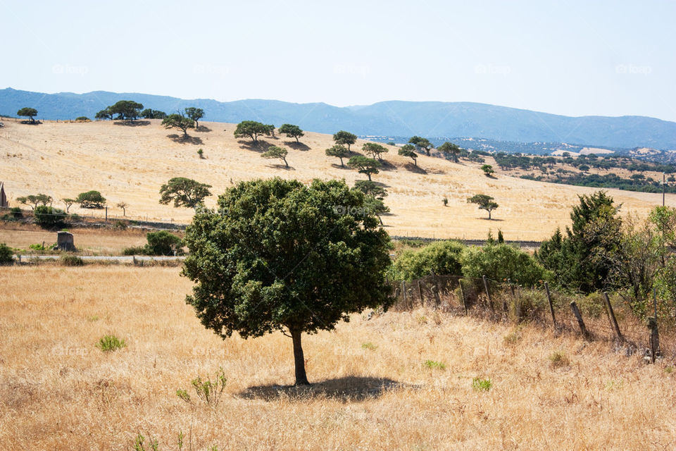 Scenic view of nature