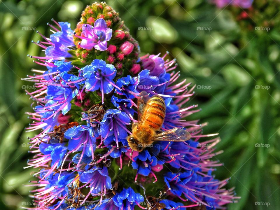 Wild Bee At Work