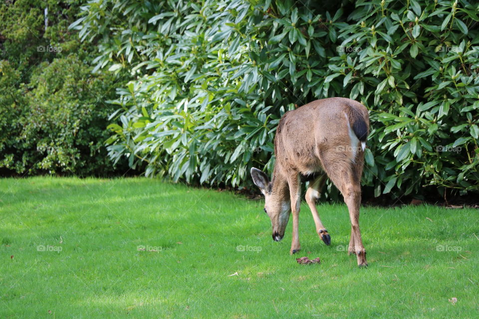 Deer on a green grass