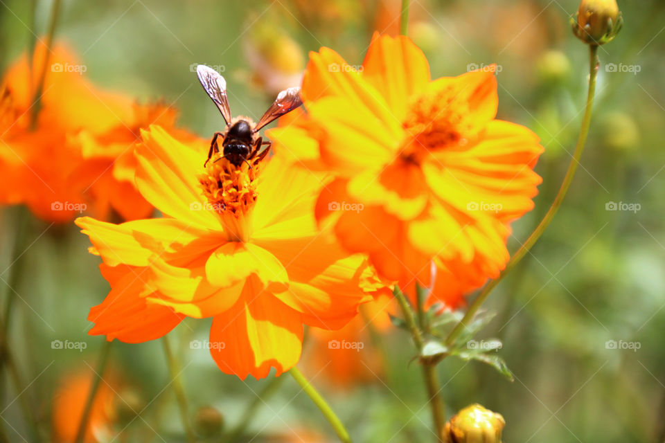 Honey bee collecting honey from flowers