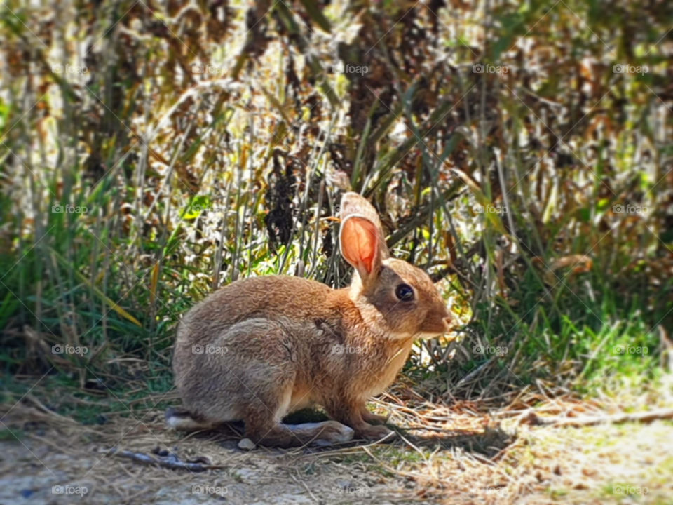 Bunny Sitting