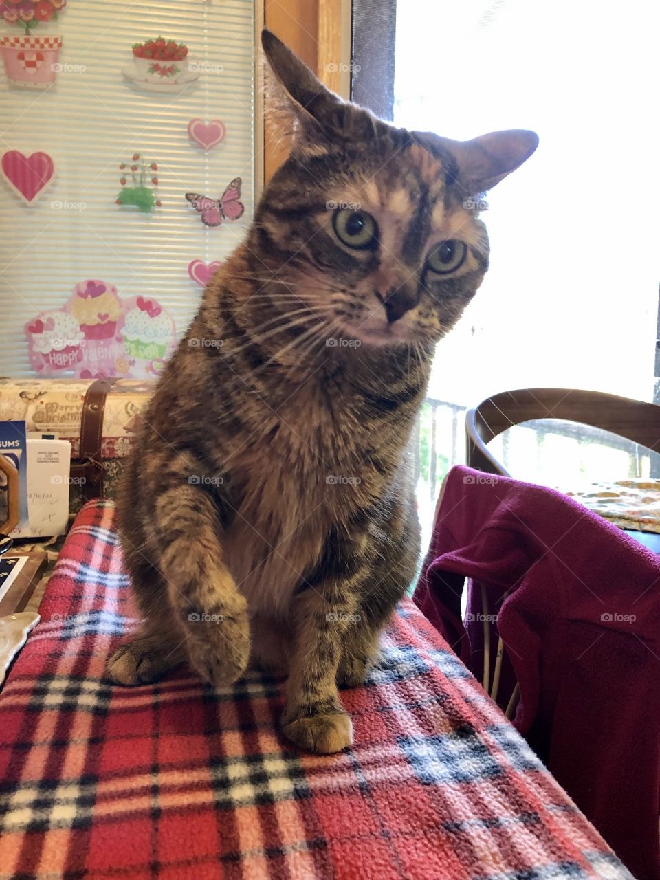 Beautiful and mischevious kitty cat 