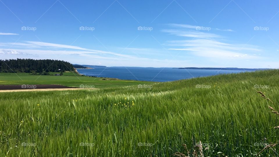 Green and blue field