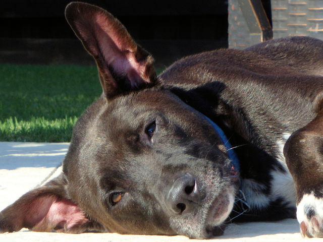 Black lab sunning on a pool deck