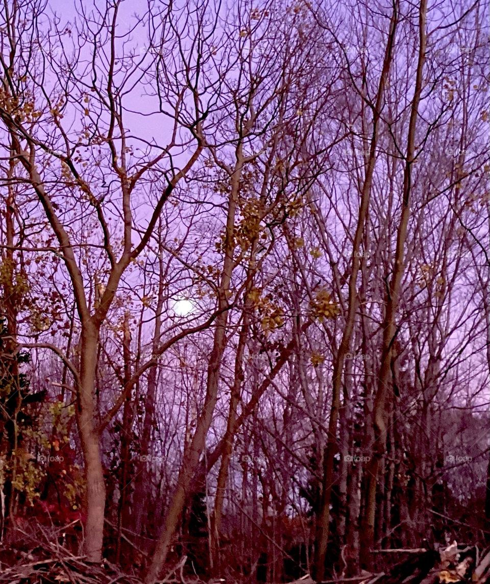 Moon in an early evening sky