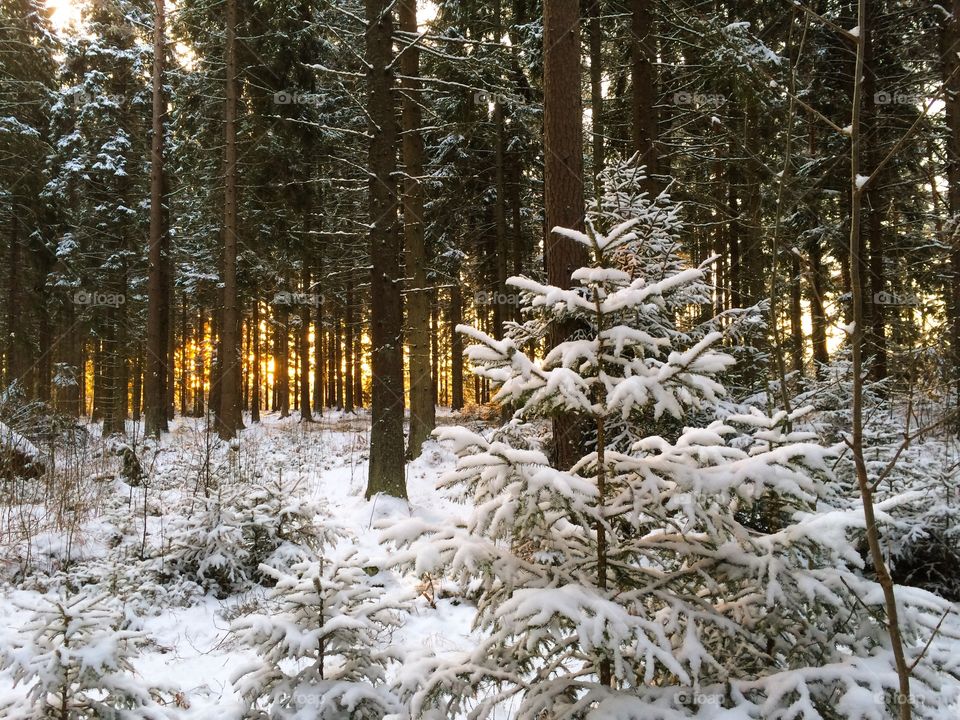 Scenic view of forest in snowy weather