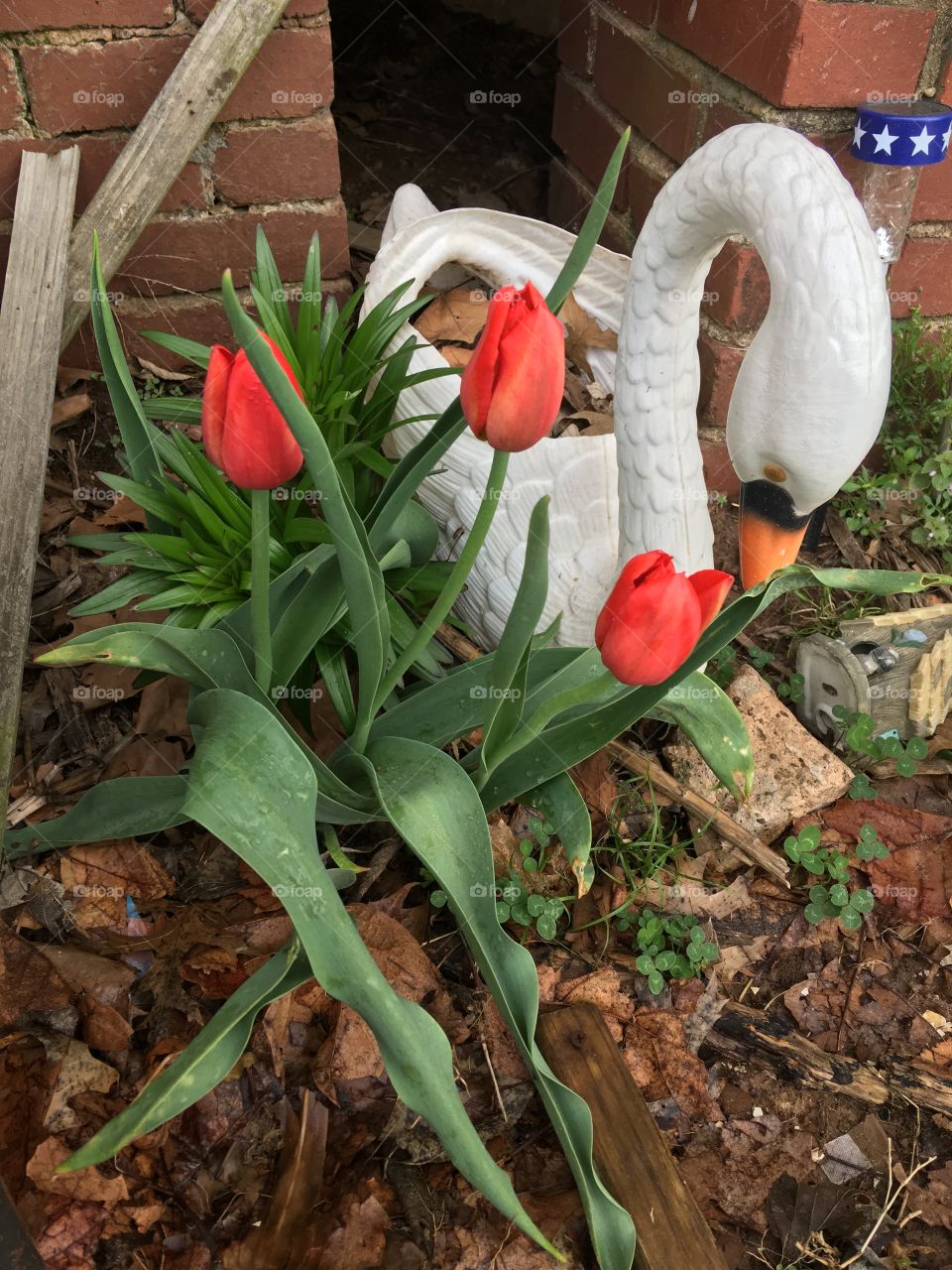 3 red tulips growing so pretty in front of the house. Great time of year I love it!