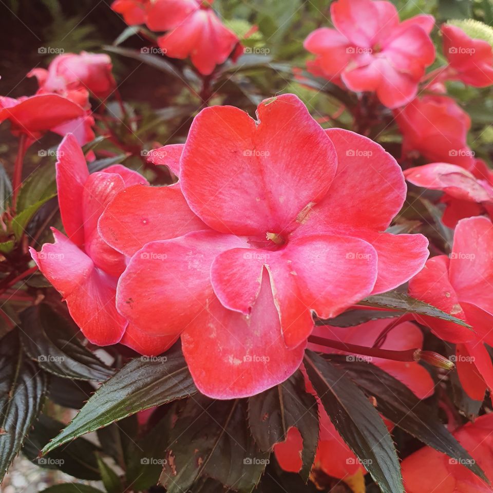 Beautiful red flowers in the dutch backyard.