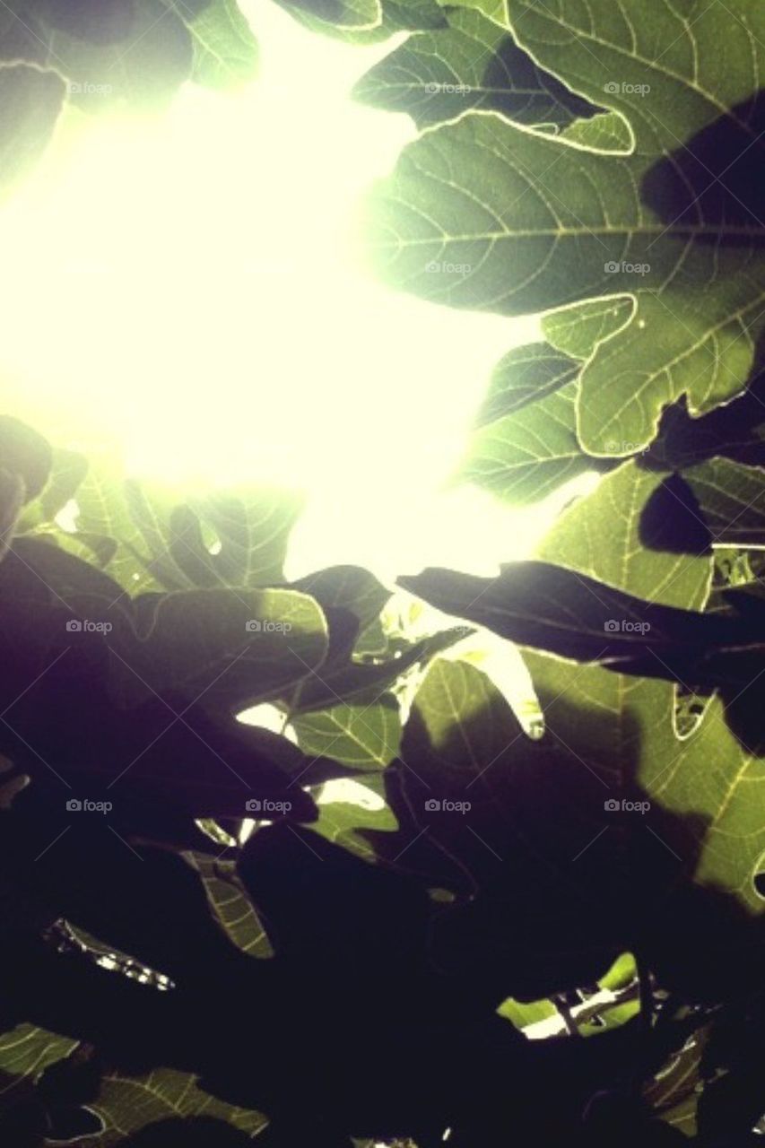 my fig tree light throw tree by 0susan0