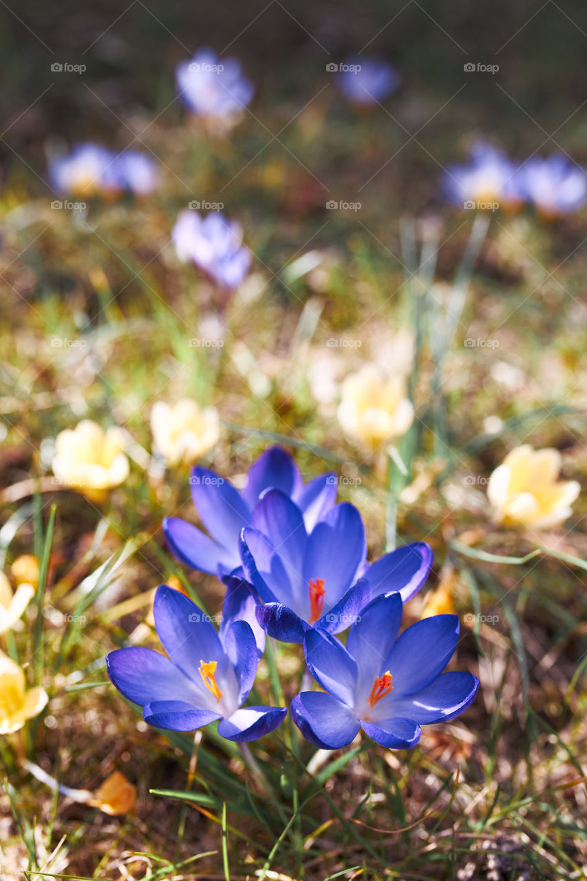 Crocuses wildflowers blooming at the beginning of spring awakening of spring
