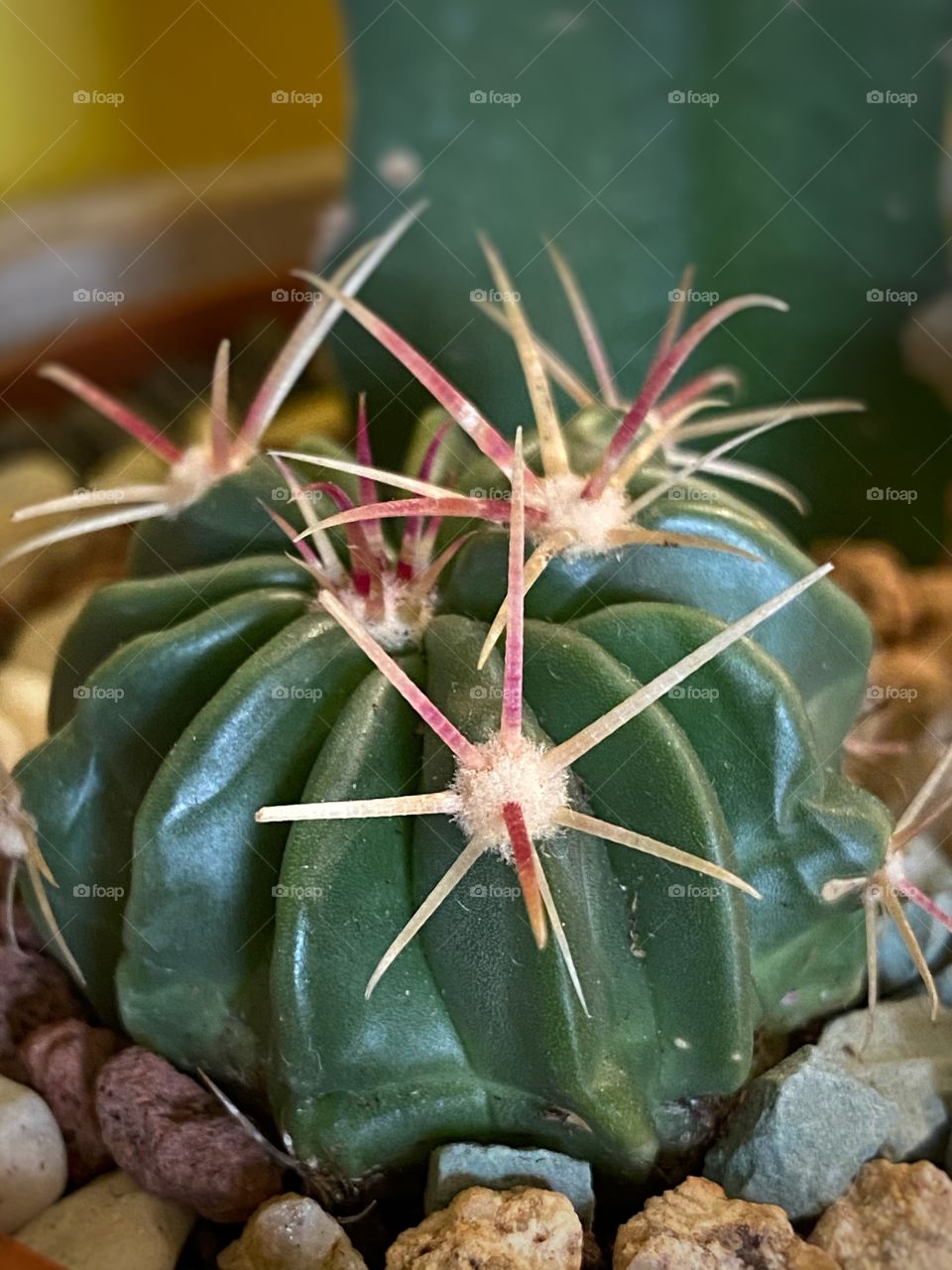 Glory of texas is a perennial flowering cactus. Good for indoor planting as part of decoration at home. 