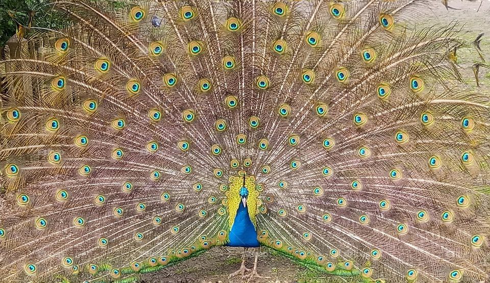 peacock perfect model