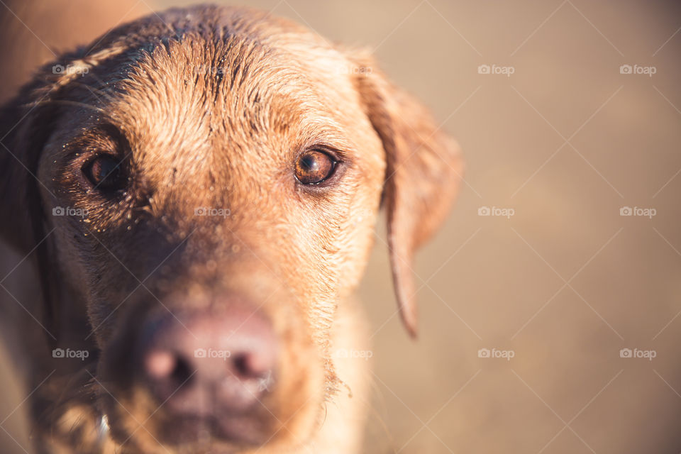 A close up portrait of the head of a Labrador retriever dog looking directly at the camera and focus on the eyes with copy space