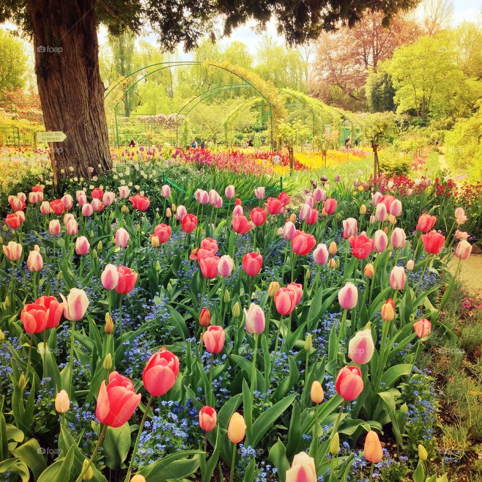 Giverny in its splendor