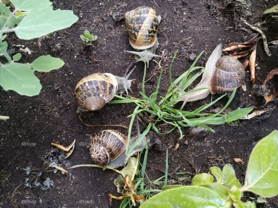 snail familly​