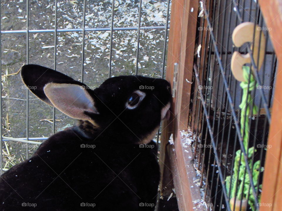 My rabbit giving her hutch a wash!