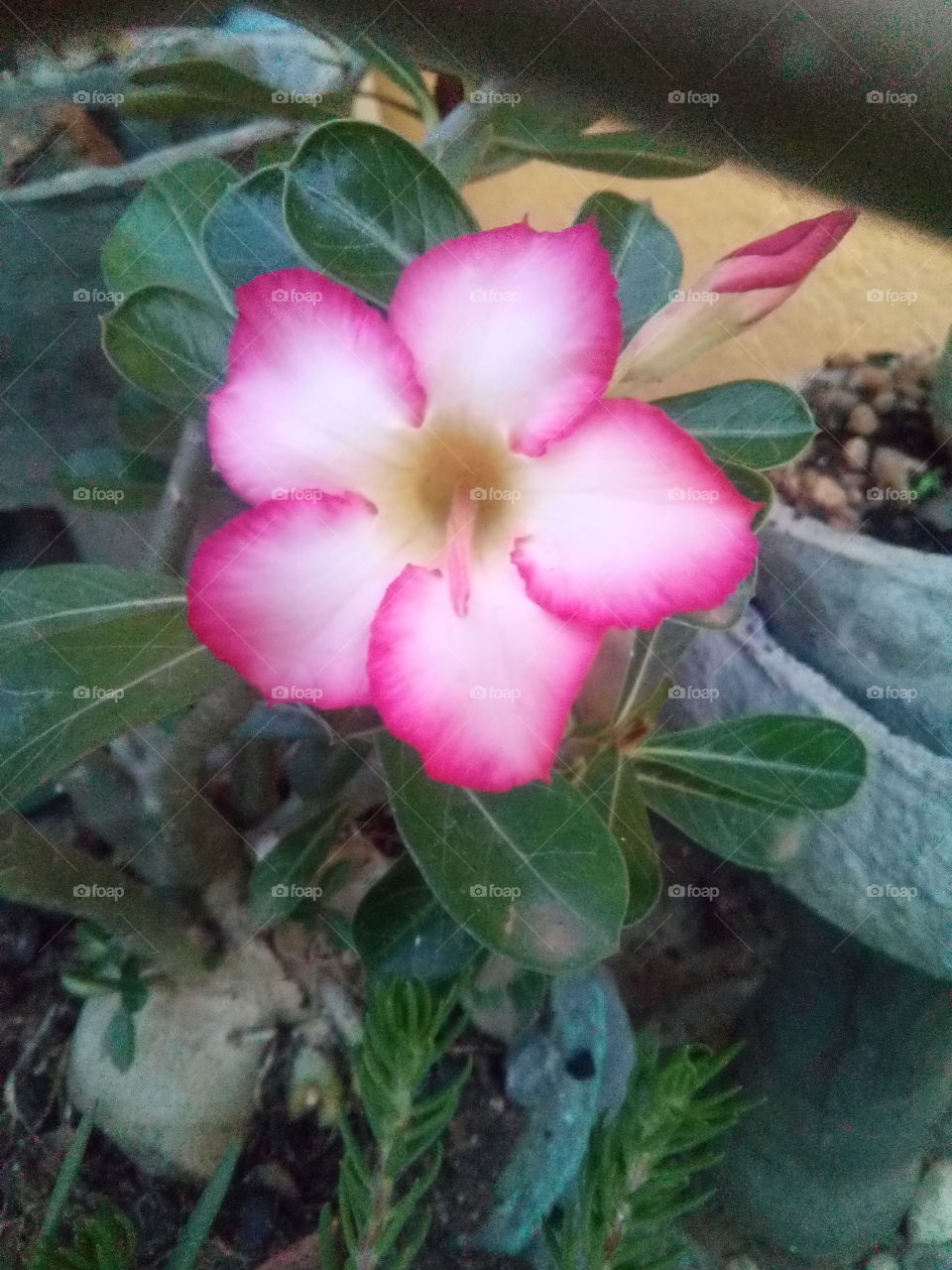 Rosa do Deserto