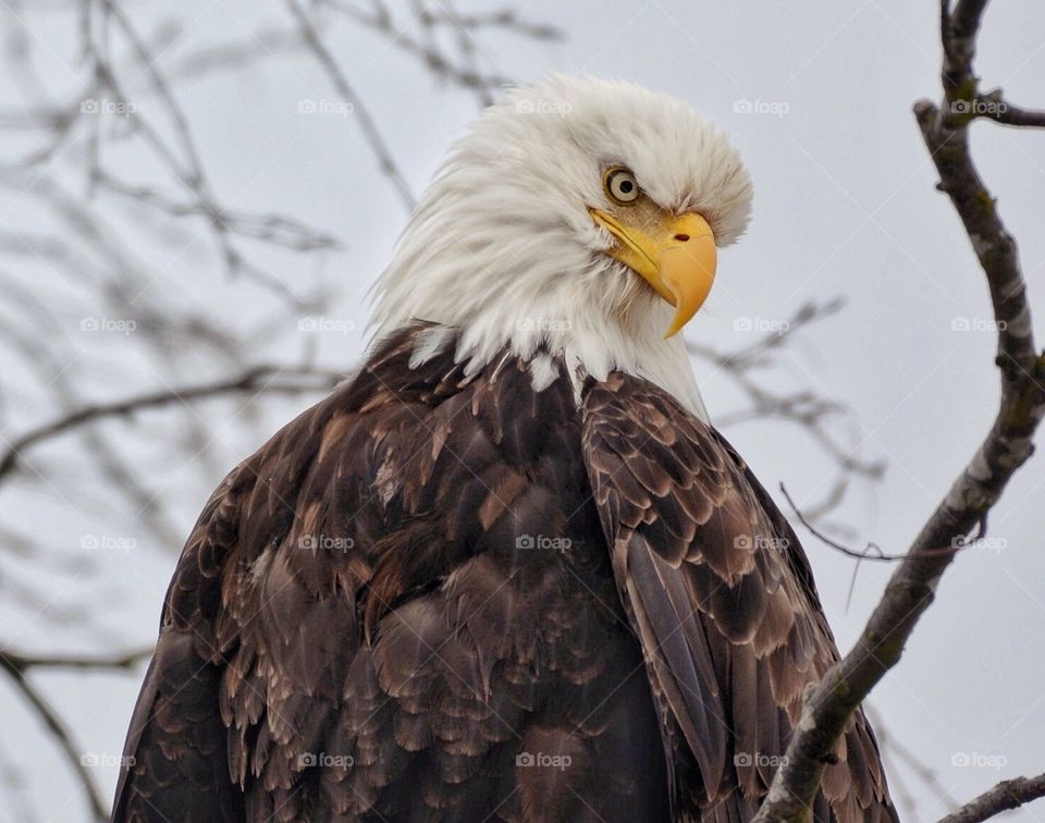 Magnificent bald eagle