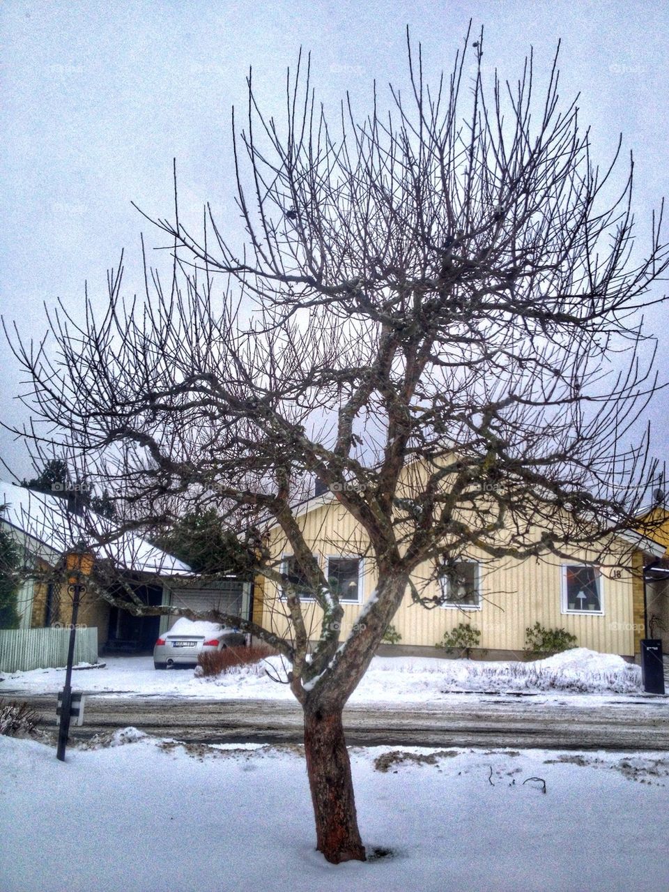 My february tree