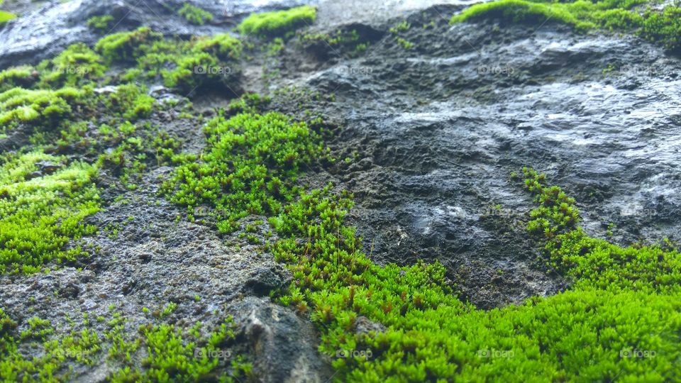 Moss on the rocks