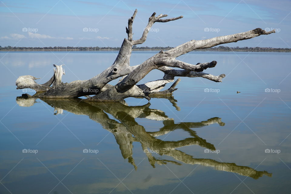 Log reflections in the water