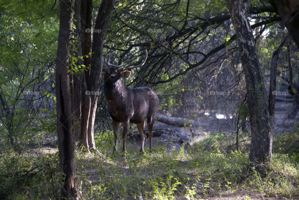 A deer adding a magical touch to a gloriuos day.
