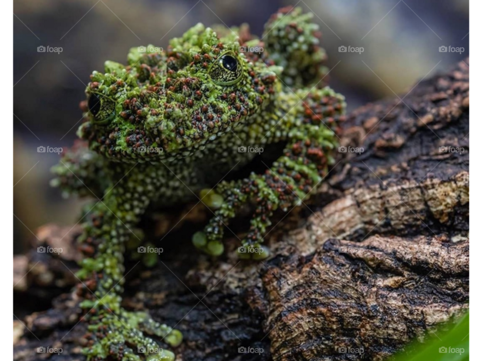 Редкая мховая жаба