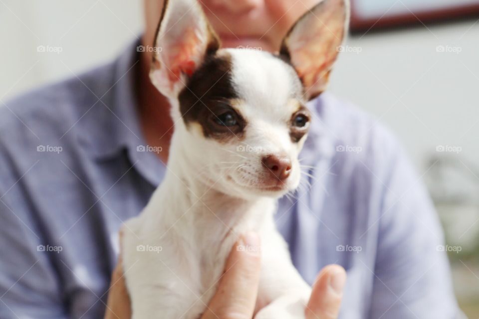 Cutest dog face with big ears 