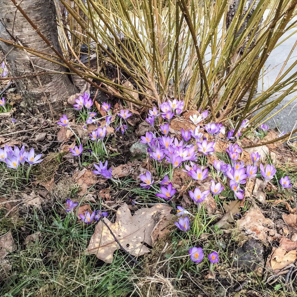 Signs of spring