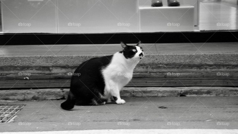 鞋店 #看門貓。#四平商圈 #猫 #cat #Guardian of a shoes store #StreetPhotography #Taipei #blackandwhite #TGIF