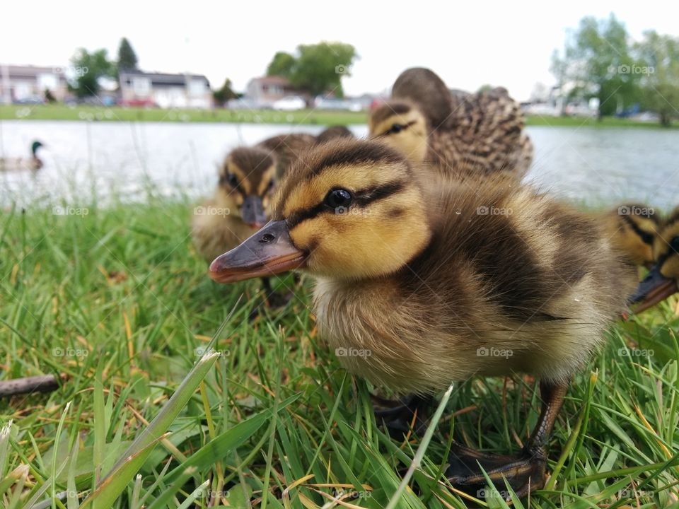 Curious baby duck. curious ducking 