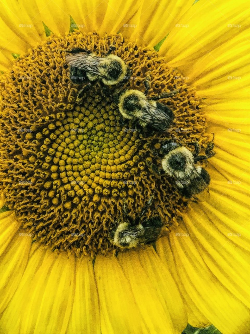 Bees pollinating a sunflower 