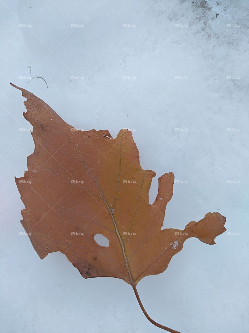 brown dead leaf