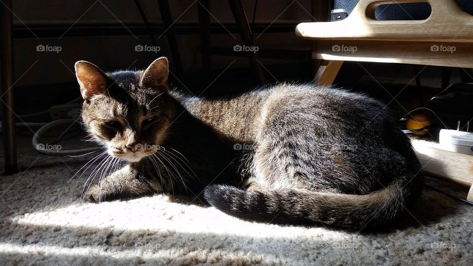 Kiki, Egyptian Mau cat in light and shadow