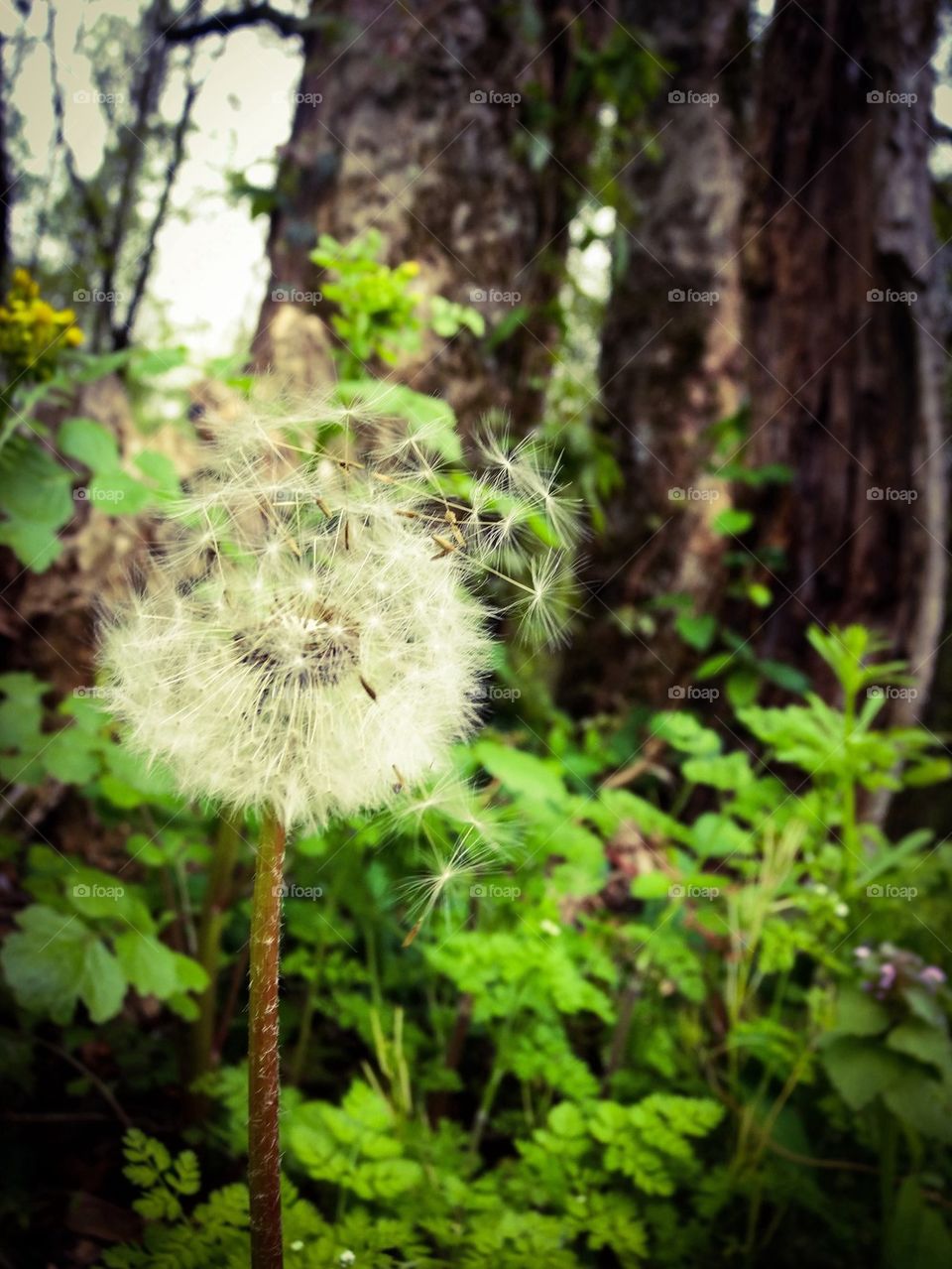 Dandelion about to blow