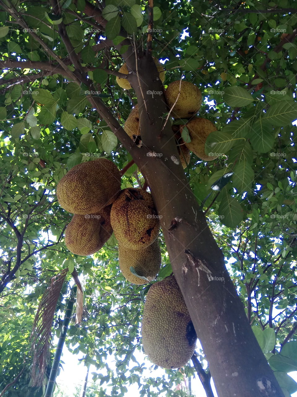 buah nangka