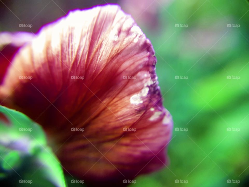 flowers leaf