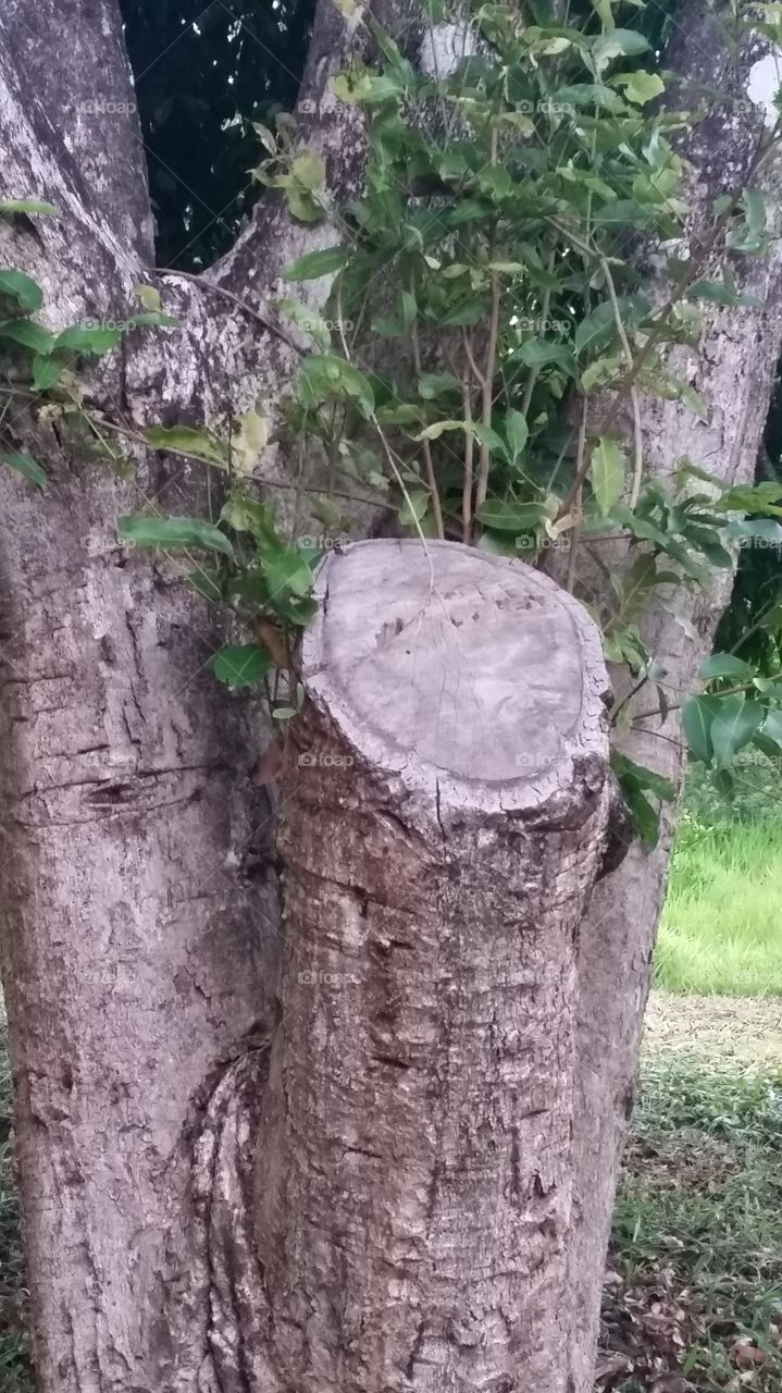 tronco de árvore