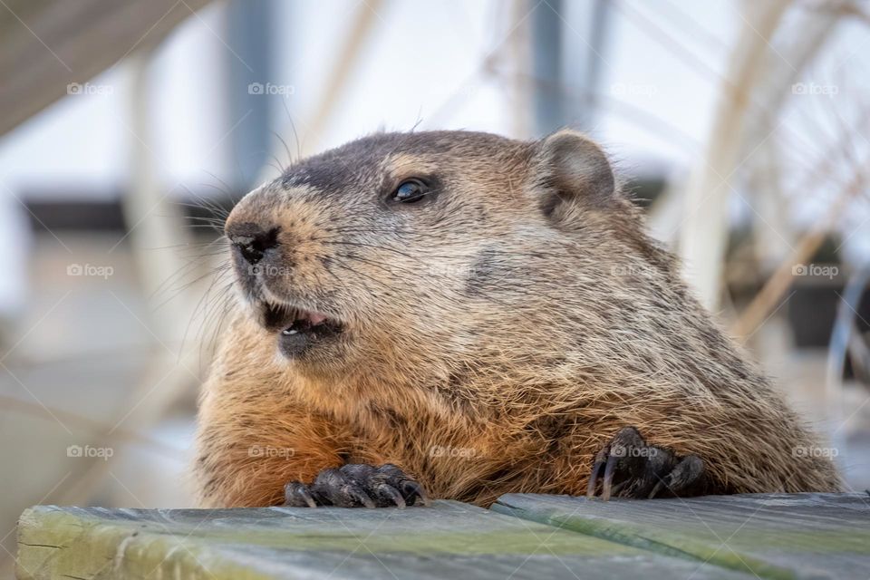 Groundhog is not happy with the presence of bothersome humans. 