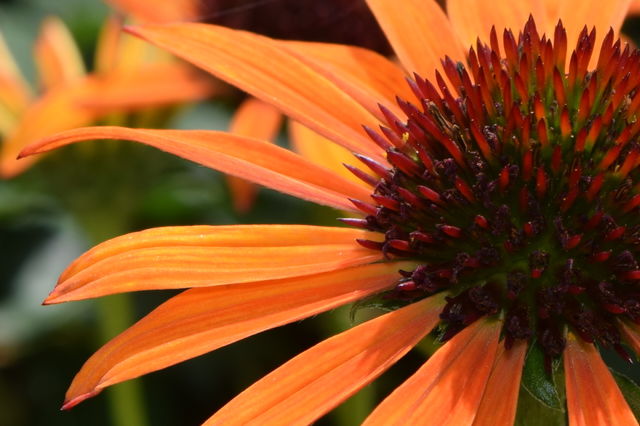 summer garden . flowers of northwest arkansas 