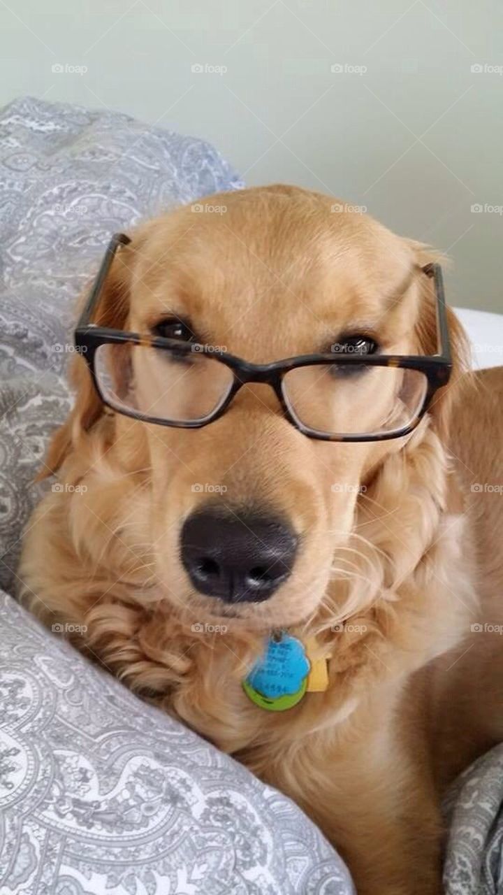 Studious golden pondering what you are doing in life