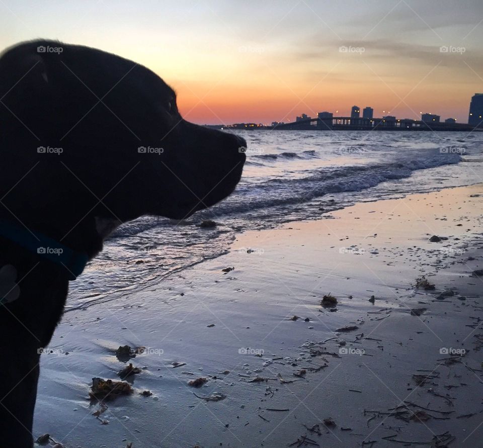 Beach hound