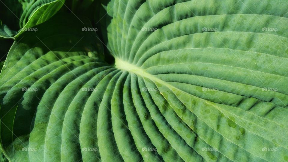 Textured leaf