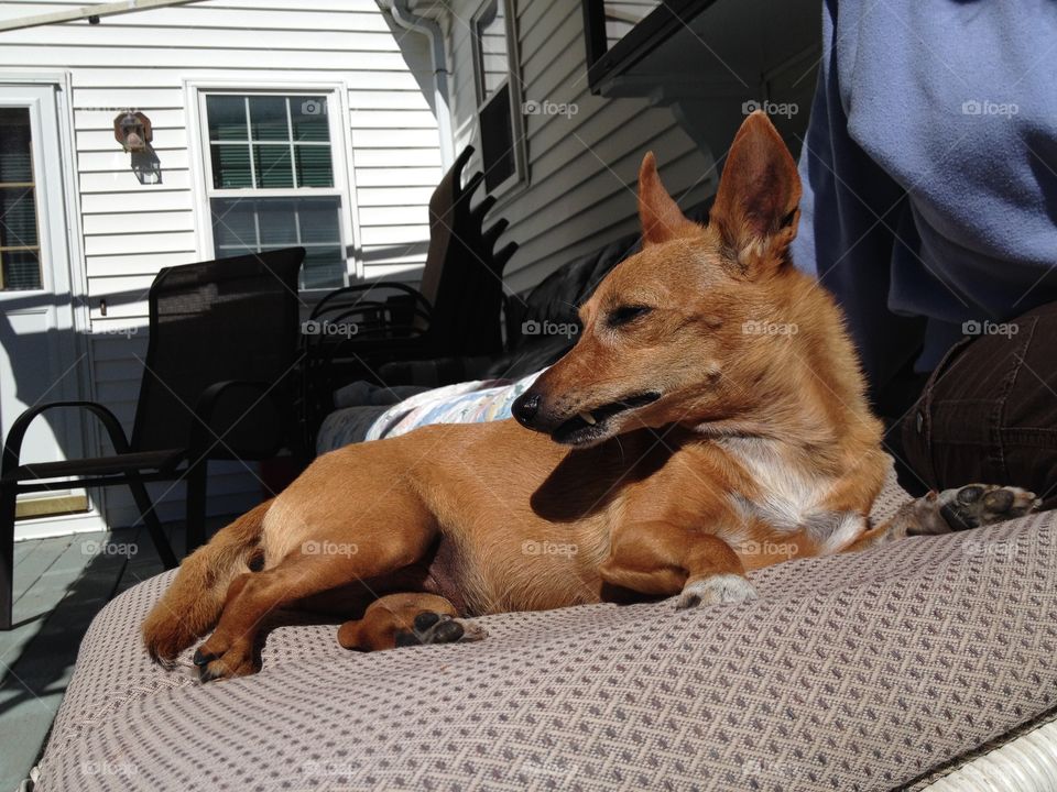 Terrier mix breed lounging in summer.