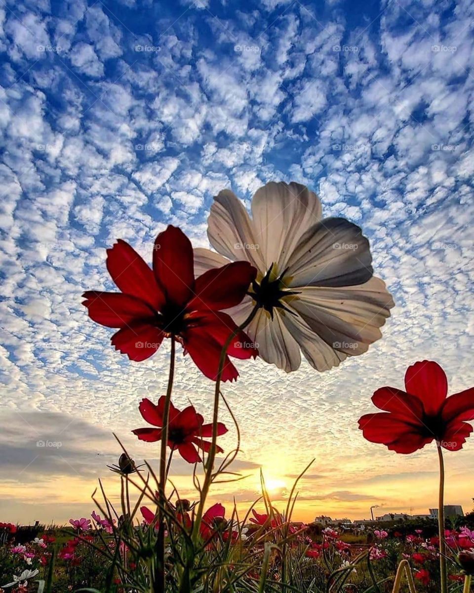 Flower with sky