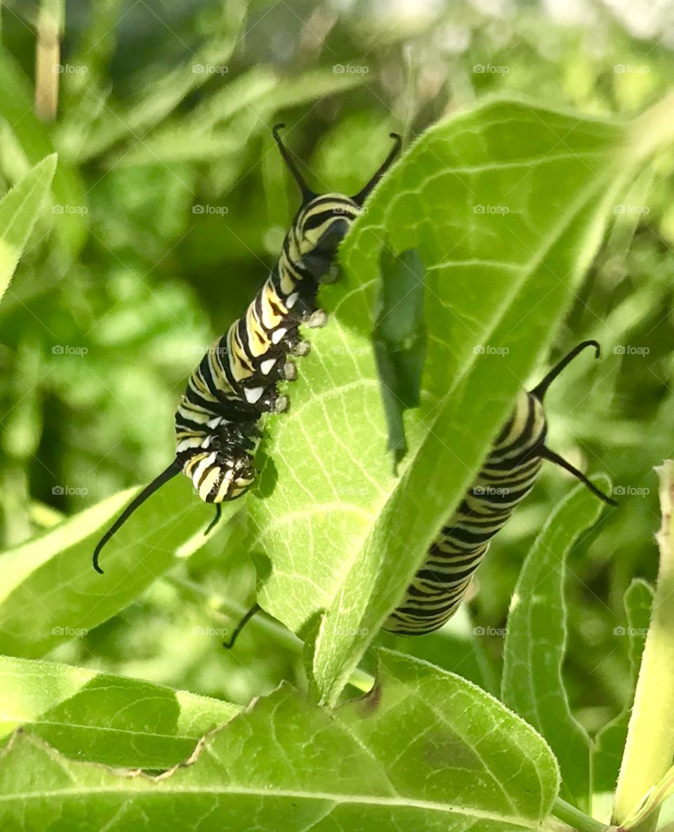 Milkweed plant with monarch caterpillars eating the leaves 
