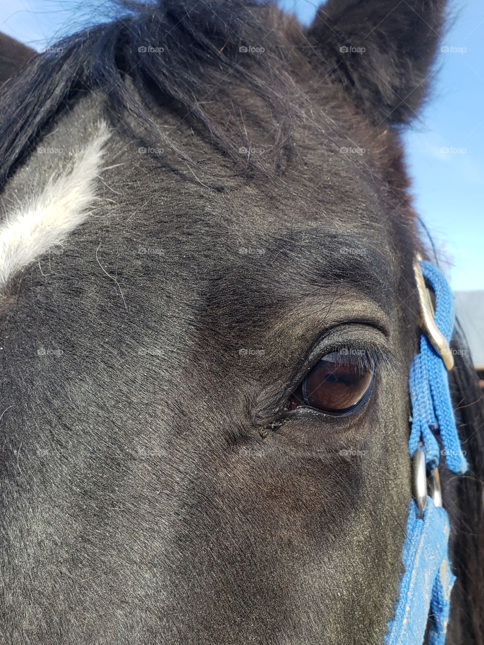 black horse eye shot