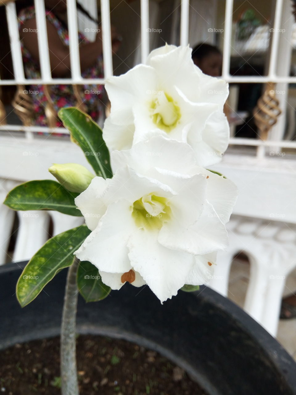 white desert  rose
