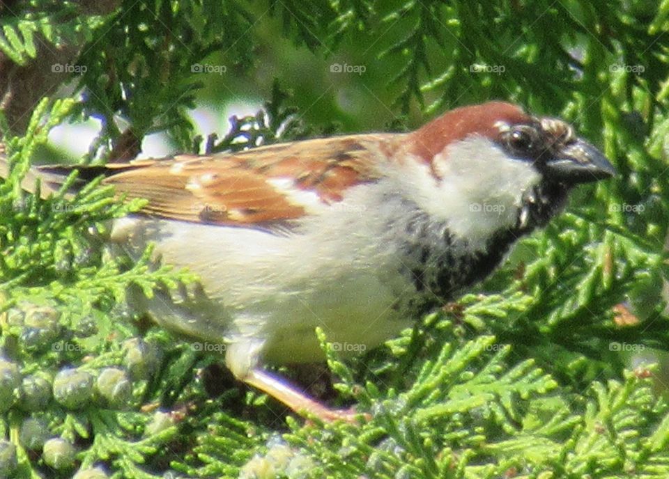 Sparrow